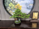 竹暄仿真迎客松盆景綠植盆栽客廳電視柜玄關(guān)辦公室家居裝飾新中式擺件 景秀江山-崖柏（小號） 曬單實(shí)拍圖