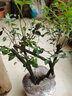 歐芽小葉紫檀盆景樹(shù)苗紫檀樹(shù)樁室內(nèi)陽(yáng)臺(tái)盆栽花卉綠植植物z6 樁形 高30厘米 一盆4棵 曬單實(shí)拍圖