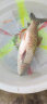 迎科日本超柔软钓鱼线主线强拉力尼龙线台钓路亚不打卷子线进口高端线 102米软金丝 （两组） 1.2 实拍图