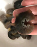 羅斯島俄羅斯進口冷凍野生即食海參進口生鮮海鮮家庭裝老人滋補送禮 1000g(46-52只)單只約15g-25g 曬單實拍圖
