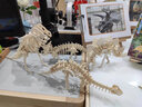 齊峰3d立體拼圖積木玩具擺件恐龍模型木質(zhì)兒童成人拼插動物diy禮物 霸王龍 曬單實拍圖