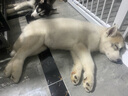 京狼圖騰雙血統(tǒng)賽級哈士奇幼犬中型犬西伯利亞雪橇犬幼犬狗狗活體寵物狗 賽級 2 曬單實拍圖