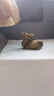 aihomy【精品】玄武霸下龍龜擺件手把件紫銅小號精致文玩小物件茶寵鎮(zhèn)紙 霸下龍龜-招財守財【一對】 曬單實(shí)拍圖