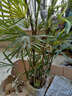 致薈樹(shù)金山棕室內綠植棕竹盆栽細葉棕竹金山棕竹小苗觀(guān)音竹大盆 整盆6-10顆組合 不含盆 曬單實(shí)拍圖