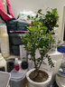 早安盆栽多肉花卉植物室內(nèi)花吊蘭文竹富貴竹辦公桌面水培小綠植驅(qū)蚊盆栽 【驅(qū)蚊組合①】清香木+文竹+九里香 帶盆栽好 曬單實(shí)拍圖