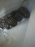 【活蟹】京覓盤(pán)錦河蟹凈重 12只全母蟹1.4-1.7兩 送禮稻田蟹螃蟹鮮活大閘蟹源頭直發(fā) 曬單實(shí)拍圖