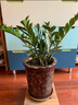 儂律 金錢(qián)樹(shù)盆子 客廳室內辦公室錢(qián)串子搖錢(qián)樹(shù)大型綠植花卉盆栽前臺陽(yáng)臺四季常青植物凈化空氣 好養 高度45-50厘米1盆6-7棵（原土發(fā)貨） 曬單實(shí)拍圖