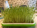 壽禾 芽菜種子蘿卜四季秋冬季四季無(wú)土水培蔬菜豌豆芽  保溫育苗盤(pán)1個(gè)+1小包種子 曬單實(shí)拍圖