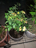 花苗 觀花陽(yáng)臺(tái)四季大花四季開花帶花苞 綠植盆栽地栽 室內(nèi)室外桌面薔薇庭院月季花卉 五彩變色月 小五彩月季 曬單實(shí)拍圖