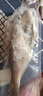 隆港匯 現(xiàn)捕新鮮東星斑石斑魚燕尾斑深海海魚海鮮水產(chǎn)紅斑魚 1條裝 7-8兩 曬單實拍圖