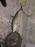 爆護(hù)釣鯰魚小藥餌料飼料打窩料野釣胡子鯰大口鯰塘鲺誘食劑釣餌料 買1 送1【實(shí)發(fā)2瓶】 曬單實(shí)拍圖