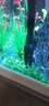 美之海魚(yú)缸客廳家用小型長(zhǎng)方形桌面魚(yú)缸水族箱懶人免換水生態(tài)上過(guò)濾魚(yú)缸 83*34*65cm 下單默認(rèn)發(fā)白色 曬單實(shí)拍圖