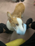 【保證真品\/拍下速發(fā)】紐貝健營養(yǎng)膏寵物犬貓綜合營養(yǎng)膏貓咪成貓幼孕犬狗狗泰迪滋補(bǔ)維生素賴氨酸維生素膏 曬單實拍圖