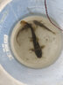 冠標冰釣漂淺水漂納米浮漂超短小漂鯽魚(yú)高靈敏魚(yú)漂翻身快草洞漂淺水鯽魚(yú)漂漁具垂釣用品魚(yú)飄冬釣小碎目鯽魚(yú)漂 QH-03 大號一支 曬單實(shí)拍圖