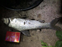 眾信 釣魚(yú)玉米王霸王酒曲紅2代玉米粒魚(yú)餌黑坑野釣水庫鯉魚(yú)玉米餌窩料矮罐裝霸王玉米（230克） 曬單實(shí)拍圖