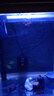 智洋魚(yú)缸燈管觀(guān)賞迷你LED節能水族箱照明燈蝦缸水草燈藍白燈 hx-380f/hx-500原裝LED燈管 曬單實(shí)拍圖