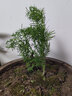 春沭 多桿式水杉造型杉樹(shù)多株叢林式盆景辦公室陽(yáng)臺綠植四季常青 3棵苗 不含盆 曬單實(shí)拍圖