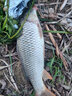 鱘王（XUNWANG） 鱘王錨魚(yú)竿碳素錨竿超硬錨桿專用掛魚(yú)巨物遠(yuǎn)投套裝 3.6米+7000型金屬輪+錨魚(yú)配件 曬單實(shí)拍圖