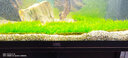 森淵（SENYUAN）魚缸沉木造景莫斯水草散裝莫絲陰性活體植物火焰大三角鹿角苔垂淚 大三角莫斯8*18一片 曬單實拍圖