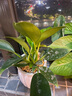 金鉆綠公主盆栽植物除甲醛綠植辦公室四季常青室內客廳擺放花卉 【除甲醛】金鉆/小盆【發(fā)一盆】原盆+肥料 曬單實(shí)拍圖