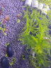 瘋狂水草魚(yú)缸水草凈化水質(zhì)套餐蜈蚣草陰性水草浮萍植物活體水培 【前景】趴地珍珠 曬單實(shí)拍圖