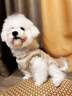嬉皮狗（hipidog）冬季寵物狗狗衣服可愛(ài)風(fēng)小熊泰迪比熊博美小型幼犬秋冬季厚款馬甲 咖色小熊 XL（建議體重11-15斤） 曬單實(shí)拍圖