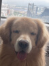 比瑞吉俱乐部系列大型犬成犬粮通用狗粮12kg金毛萨摩耶拉布拉多 实拍图