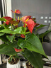 植男植女【買(mǎi)一送一】紅掌好養綠植盆栽四季開(kāi)花室內外養辦公桌面源頭直發(fā) 曬單實(shí)拍圖