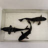 日本純種黑錦鯉觀賞魚淡水魚活體黑金烏鯉冷水魚精品魚 黑錦鯉3條15-19厘米 曬單實拍圖