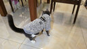SLPC狗狗衣服小型犬泰迪衣服兩腳衛衣貓咪服裝比熊博美法斗寵物衣服 灰色 XL（8.5-12斤左右） 曬單實(shí)拍圖