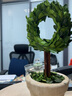 馨顏植室內(nèi)黃楊綠植盆栽辦公室盆景客廳臥室擺設(shè)桌面盆栽好養(yǎng)家居擺件 【新家送禮】蝴蝶結(jié)*陶土盆25*12CM 帶盆栽好 曬單實(shí)拍圖