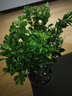 惜林園米蘭花盆栽花卉植物室內(nèi)花苗濃香型四季開花好養(yǎng)凈化空氣陽臺綠植 [肥料]米蘭不含盆(一棵裝) 帶盆發(fā)貨 曬單實拍圖