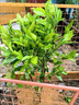 以琛涌泉蜜桔果樹(shù)樹(shù)苗嫁接桔子苗盆栽地栽南北方種植橘子樹(shù)苗當年結果 推薦5年苗當年結果 曬單實(shí)拍圖