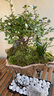 八芽天空之城提根雀梅苔蘚懸浮綠植盆景栽辦公室內玄關(guān)書(shū)桌面凈化空氣 天空之城雀梅 帶盆栽好 曬單實(shí)拍圖