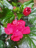 扶?；缰匕甏蠡鹃然缢募竞灭B反復開(kāi)花重瓣盆栽紅色朱瑾  花苞隨季節 多芮蜜 【紅色】【重瓣】【帶花苞】 曬單實(shí)拍圖