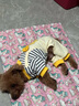 MIKI PAD狗狗衣服小型犬春秋款貓咪衣服四腳衣可牽引小狗衣服泰迪比熊 黃色小熊背帶褲 M背長30cm（參考體重5-8斤） 曬單實(shí)拍圖