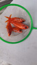 冷水血鸚鵡魚招財魚淡水魚好養(yǎng)耐活發(fā)財魚活體金魚魚苗冷水觀賞魚 冷水鸚鵡6條4-7公分紅魚 曬單實拍圖