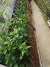 戶(hù)外柵欄伸縮插地圍欄花園護欄立柱圍欄網(wǎng)格爬藤花架戶(hù)外庭院籬笆 插地】刷油加厚高90cm-可拉1.8m 曬單實(shí)拍圖