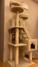 hoopet貓爬架貓窩貓樹(shù)一體多層豪華大型貓架子加粗厚通天柱貓跳臺不占地 米白色（配貓窩） 曬單實(shí)拍圖