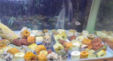 派乐特 细菌屋益菌屋鱼缸过滤材料水族箱养鱼净水培养硝化菌配件用品 实拍图