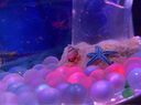 月光水母珍珠底砂魚(yú)缸造景仿真珍珠裝飾淡水小型熱帶魚(yú)玻璃缸水族箱裝飾 粉紫琉璃(1.2cm) 30顆 曬單實(shí)拍圖