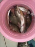 勝丸路滑釣組磯釣滑漂釣太空豆配件遠(yuǎn)投磯竿浮漂專用線組套裝 【10組小號(hào)】（適合線號(hào)0.8#-2# 曬單實(shí)拍圖