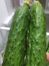 鮮姿東北旱黃瓜農(nóng)家自種新鮮現(xiàn)摘小青瓜蔬菜生吃脆蔬菜 旱黃瓜 5斤 曬單實(shí)拍圖