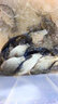 民間藝人路滑線(xiàn)組套裝100米尼龍線(xiàn)成品主線(xiàn)組魚(yú)線(xiàn)滑漂磯竿海竿遠投大物 100m1.5號線(xiàn) 曬單實(shí)拍圖
