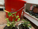 中夢(mèng)竺葵盆栽 重瓣天竺葵花苗 陽(yáng)臺庭院室內盆栽花卉洋繡球 柔粉 不含盆 曬單實(shí)拍圖