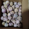 琦拉獨(dú)頭蒜大蒜頭 2024云南大理紫皮獨(dú)蒜 精品新鮮干蒜濕蒜農(nóng)家自種 獨(dú)頭蒜-5斤-大果【3.0-3.5cm】 曬單實(shí)拍圖