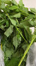 辰實(shí)四川新鮮藿香葉【順豐】魚香葉木香子香菜小茴香 1斤 曬單實(shí)拍圖