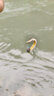 獵魚(yú)傳奇 遠投淡9節泥鰍仿生路亞假餌翹嘴鱸魚(yú)鱖魚(yú)桂魚(yú)10克野釣江河路亞餌 8cm 有舌款C色【適釣5斤內】 曬單實(shí)拍圖