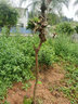 香林農臺灣鳳梨釋迦果苗樹(shù)苗正宗番荔枝嫁接新奇水果盆栽南方種當年結果 鳳梨釋迦 苗高80-110cm 曬單實(shí)拍圖
