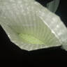彩色防撞豆夜光擋豆夜光珠橡膠豆緩沖擋珠臺(tái)釣磯釣海釣釣魚(yú)小配件 防撞豆(夜光款)100粒 曬單實(shí)拍圖